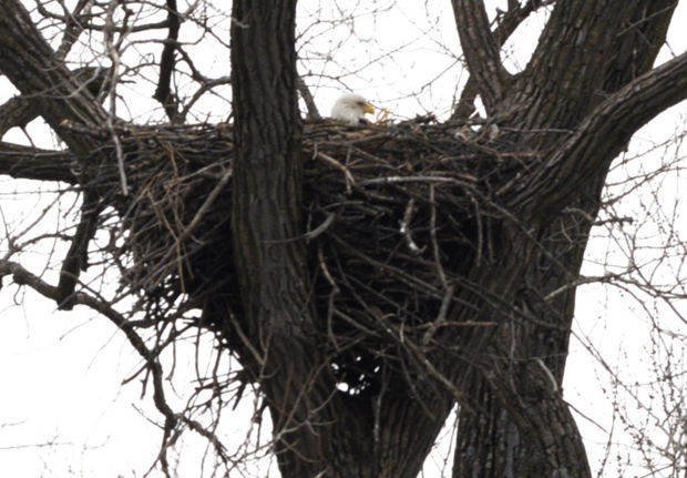 012419-blm-lif-4eagles